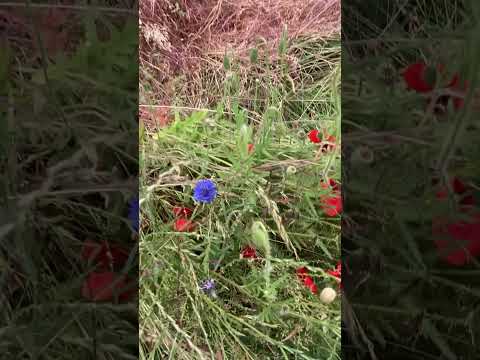 Wildflower meadow and tiny pink flower mindful moment #shorts #mindful