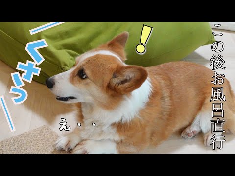 大好きな父に「クサッ」と言われた愛犬の反応がかわいい