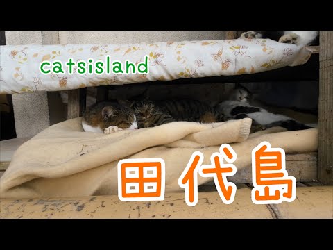 人気コンテンツ　放置カメラシリーズ　可愛い子猫Popular Content: Idle Camera Series: Cute Kittens【田代島】【２０２４冬】【猫島巡り】