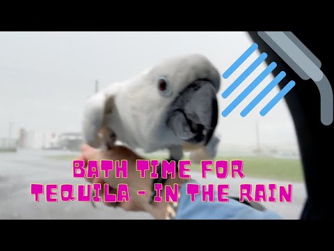 Tequila the cockatoo is getting a shower in the rain today. These birds go nuts over water.