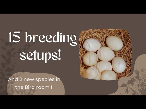 I setup 15 breeding cages and the first eggs start to show up in the nests! And new species !