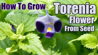 How To Grow Torenia Flower From Seed | Gardening story