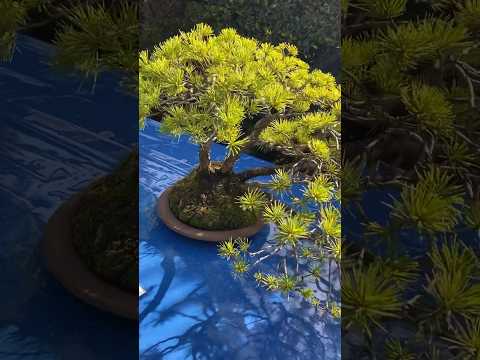 40th Omiya Bonsai Festival #bonsai #bonsaijapan #bonsaijapanese