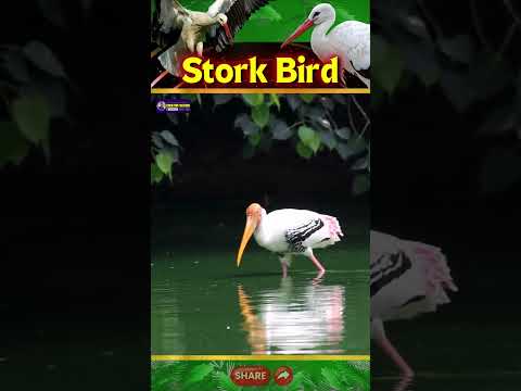 Majestic Sound of Stork Bird | Symbols of Prosperity & Good Luck | Creative Nature #birds #shorts