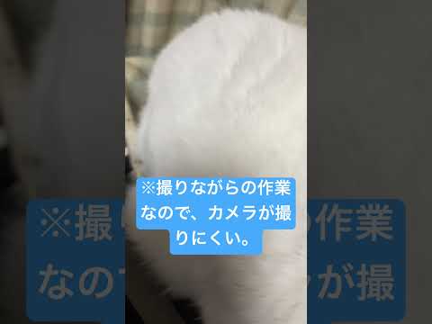 ※注）この動画は猫の目やにを取る動画です。 #高評価 #ショート #cat