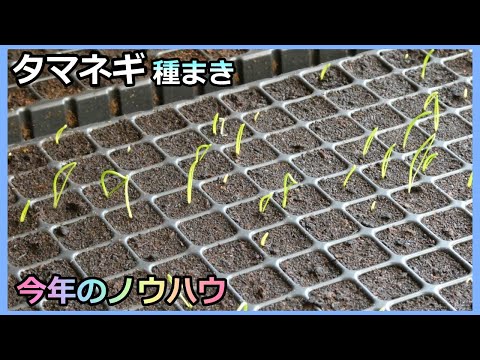 【タマネギ セルトレイ3年目 最多の不発！2023秋】家庭菜園30年目 無農薬