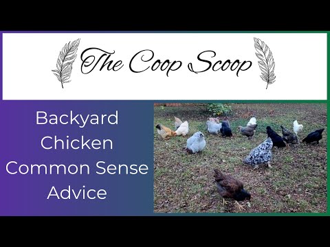 Simple Backyard Chicken Advice