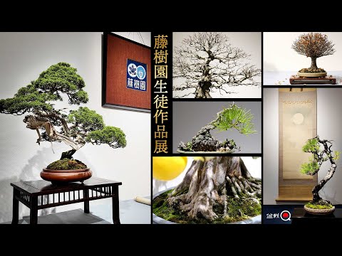 1st TOJYU-EN Bonsai Class Student Works Exhibition [Bonsai Q]