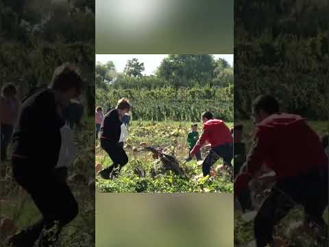 Pumpkin Man Scare: Watch Families’ Reactions!