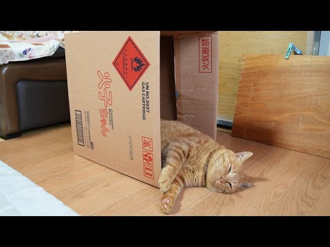 火子ちゃんの箱の麦茶　box cat　241224