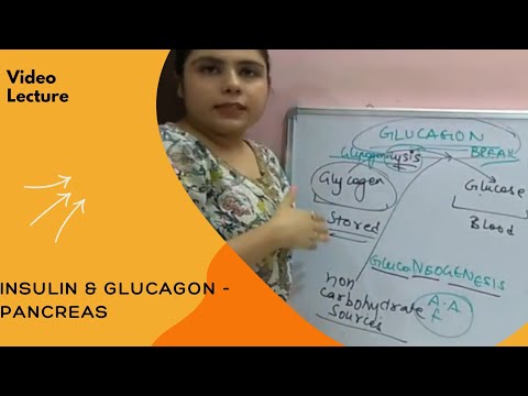 Insulin and Glucagon - Pancreatic Endocrine Secretions I by Dr. Nikita I