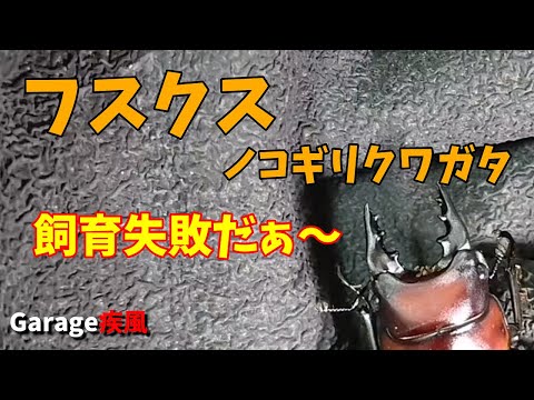 フスクスノコギリクワガタ　羽化　飼育失敗しました　マット飼育　#クワガタ