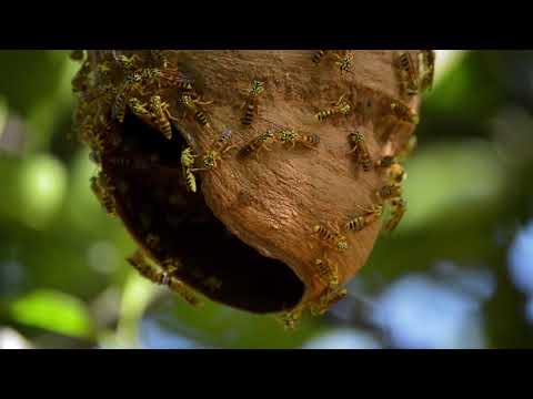 Bees upclose