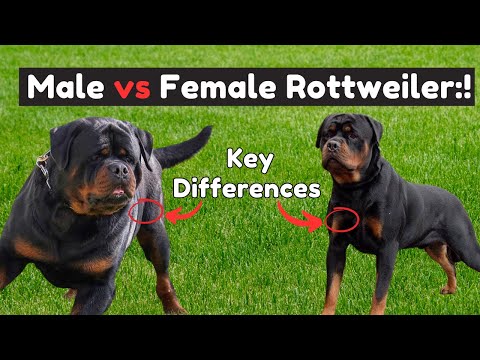 Male Vs Female Rottweiler: 7 Differences Between Them || Temperament Showdown