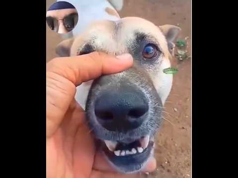 What a strange and funny reaction of a street dog #dog #doglovers #viral #shorts