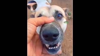 What a strange and funny reaction of a street dog #dog #doglovers #viral #shorts