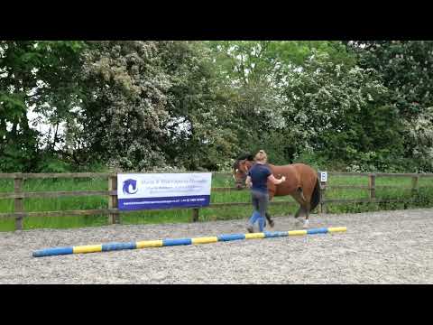 Horse Exercises | Backing Up in Hand