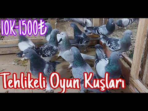 Tehlikeli Oyun Kuşları.