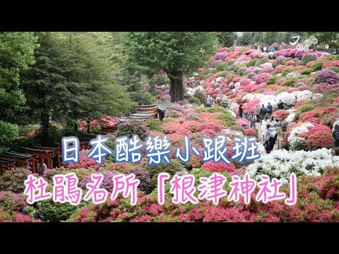 【日本酷樂小跟班】像霜淇淋一般綻放的杜鵑花！？杜鵑名所「根津神社」