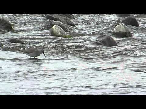 キアシシギ　多摩川にて:Grey-tailed Tattler　in Tama river