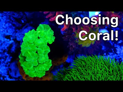 Choosing Coral For The New Tank! The Prestige Reef Dork Show Ep 42