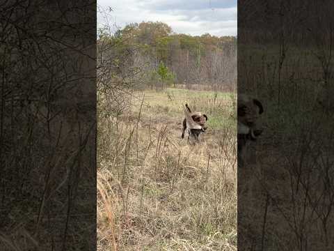 Pheasant hunting with German wirehaired pointers #gwp #germanwirehairedpointer