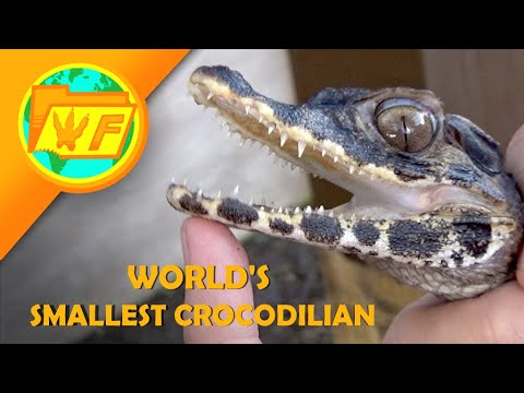 Cuvier's Dwarf Caiman - Is it a Dangerous Pet?