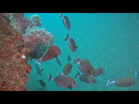 伊豆の海！西湘の海！岩でダイビング！マクロにワイドに楽しんできましたよぉ！