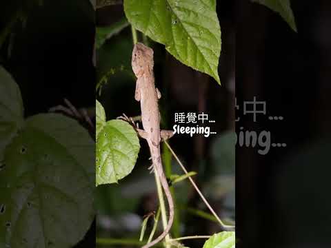 睡覺被蚊子打擾! She is disturbed by a mosquito! 😂 #lizard #wildlife #nature