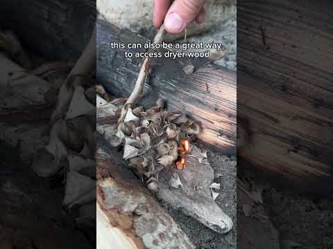 Fire starter hack using a pencil sharpener #short #outddoors  #outdoorliving #outdoorhack