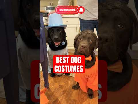 These Are The Best Dog Costumes!