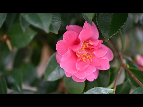 山茶花咲く三社寺詣り　山王宮日吉神社／如意寺／小田井縣神社