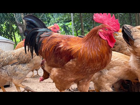 Secrets to RAISING Healthy CHICKEN with Herbal Remedies & ORGANIC Feed!