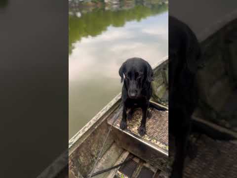 We can almost smell duck season. #duckhunting #goosehunting #labrador #labradorretriever #duckboat