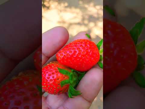 strawberry picking 🍓🍓🍓😋Subscribe me #shorts #fruits#strawberry #picking#viralshortvideo c