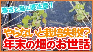 家庭菜園や農園で年末までにやらないと栽培失敗！？寒さと鳥害に要注意！年末の畑のお世話を徹底解説！【農園ライフ】