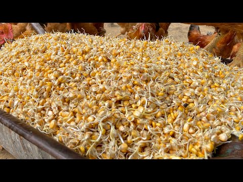 .How To Grow Corn Sprouts In The Sand To Make Chicken Food.