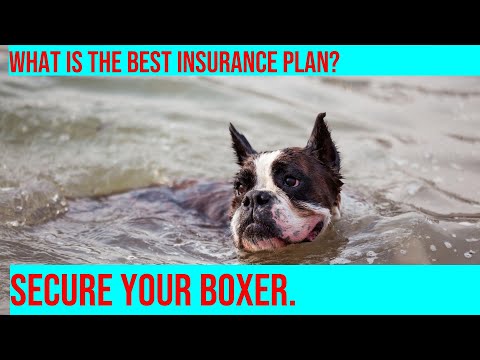 Choosing the Best Insurance Plan for Your Boxer: What You Need to Know