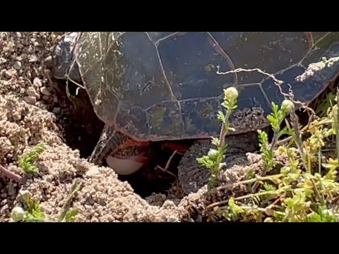 Painted turtle laying eggs