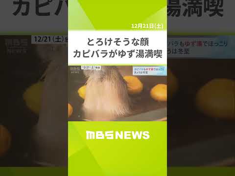 とろけそうな顔でうとうと…カピバラが冬至の「ゆず湯」を満喫　姫路セントラルパーク（2024年12月21日）　#Shorts