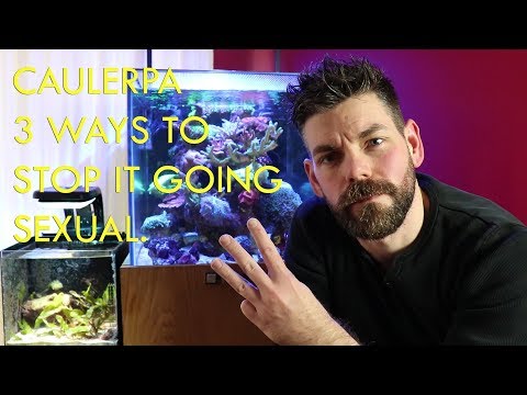 caulerpa 3 ways to stop it going sexual