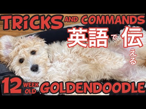 12 Week Old Goldendoodle Puppy Training Progress | Tricks and commands Yoshi Knows!  子犬のしつけ英語で命令