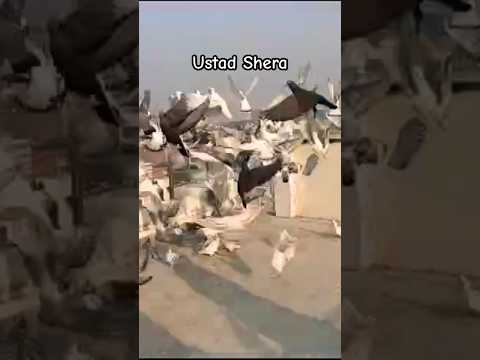 Ustad Shera kabutar #pigeon #shortvideo #shorts #viralvideo