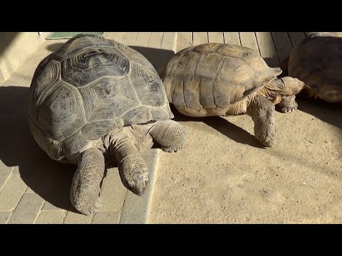 渋川動物公園　玉野市