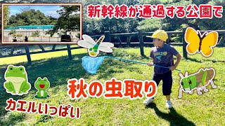 秋の昆虫採集　新幹線が通過する公園で虫取り　カエルがいっぱい！