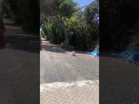 Koala crossing the road #holidays #koala #nature #australia