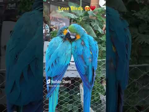 Love #love #birdlovers #birds #animals #animallover #youtubeshorts #viralvideo #viralreels