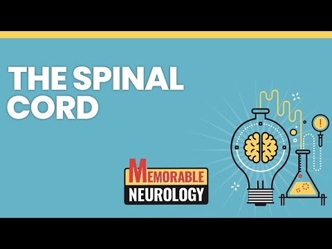 Spinal Cord Mnemonics (Memorable Neurology Lecture 8)