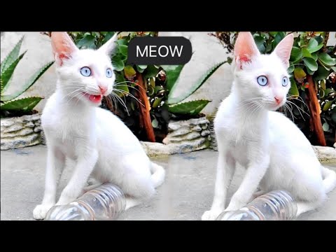 Sweet Cat Meowing Sounds 😻 | Cat Sound | Cat Voice