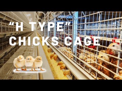 H Type 87,360  Chicks Farm  ---  Wonderful Project